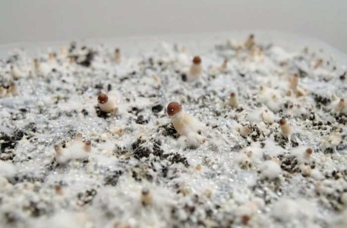 Mushroom grow kit in well-lit spot showing initial growth