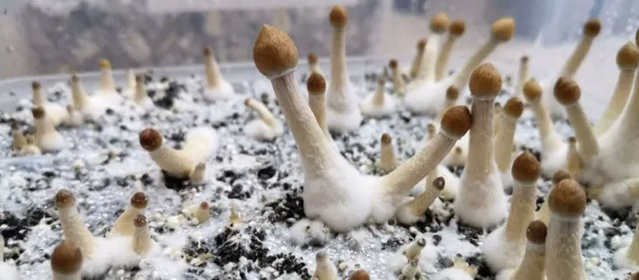 Misting grow bag for mushroom humidity