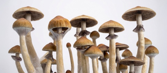 Harvesting magic mushrooms when veil tears