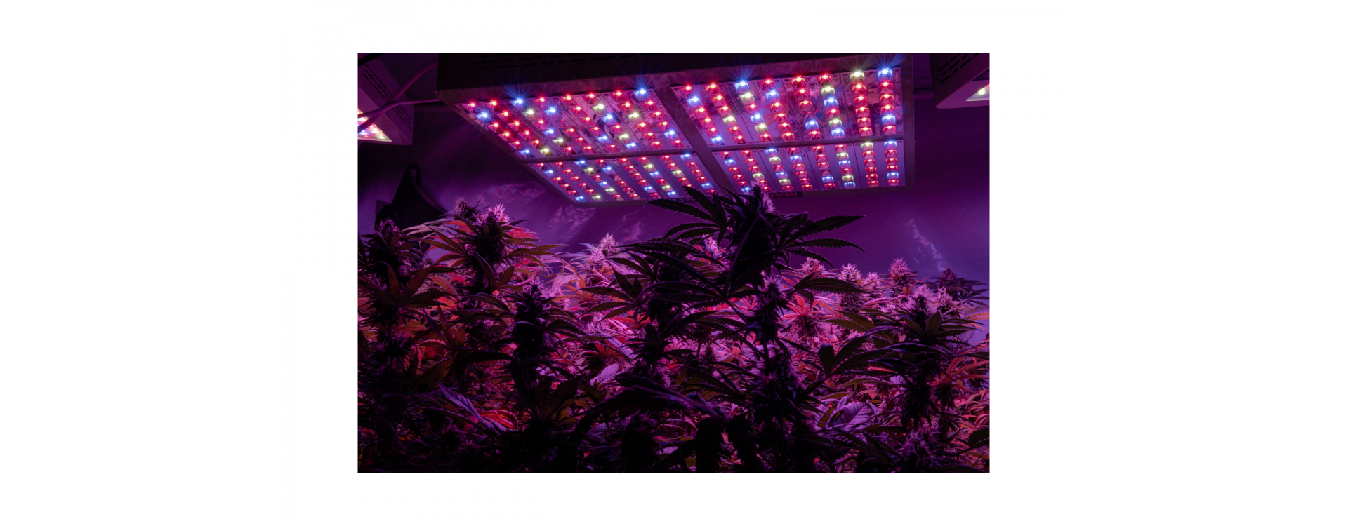 Everything You Need to Know About Growing Weed Indoors