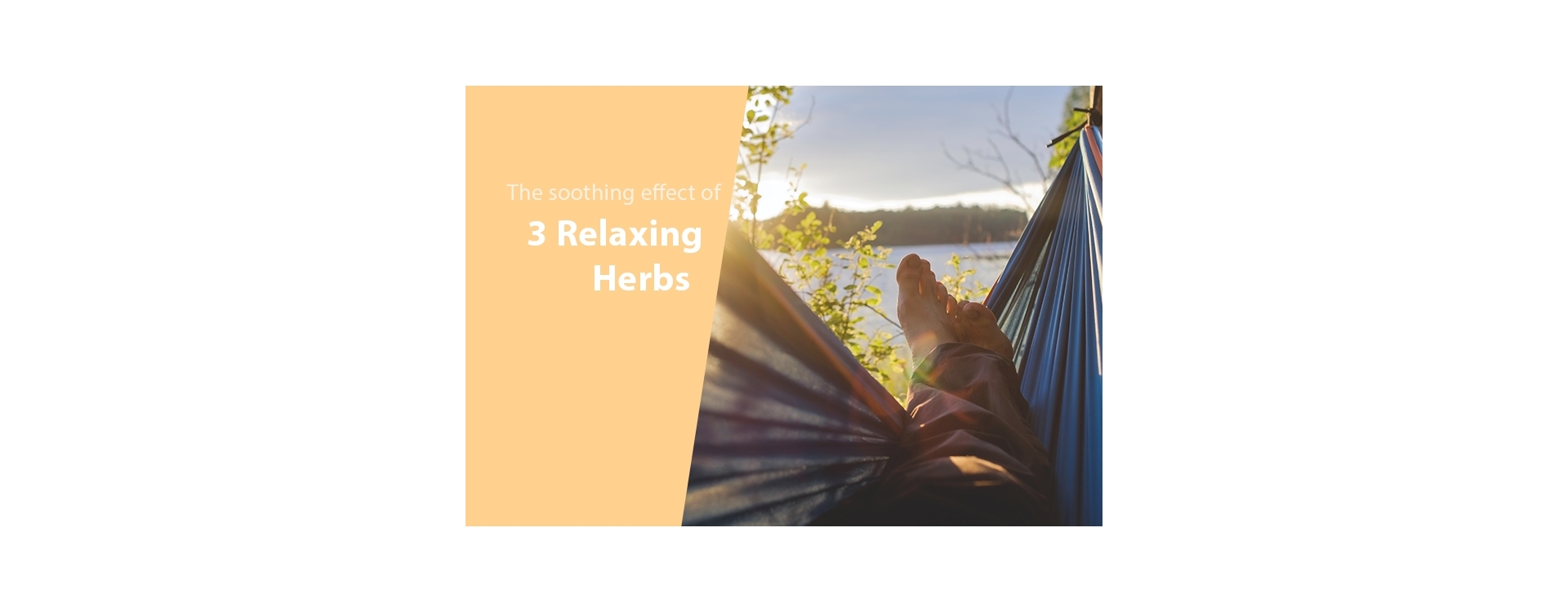 3 Herbs to Help You Relax – Release Stress and Anxiety for Good