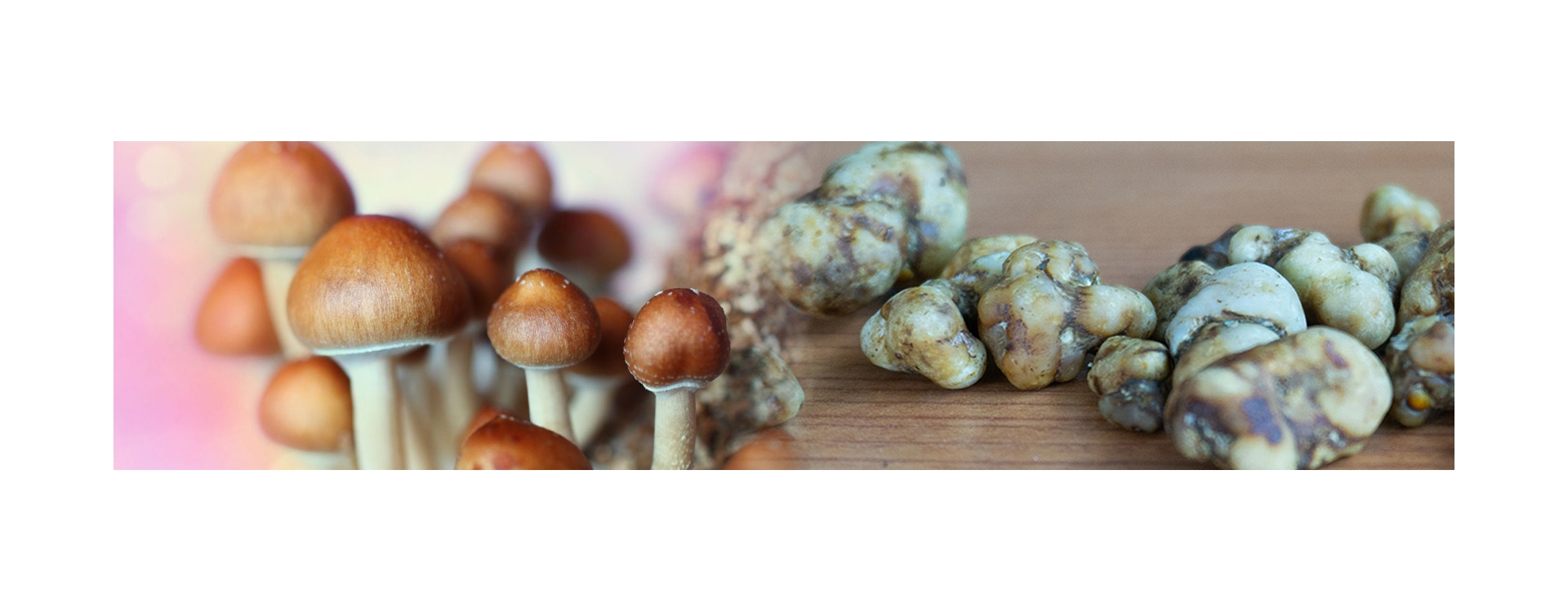The History and Cultural Use of Magic Mushrooms and Truffles