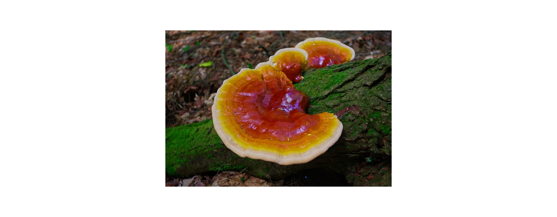 Maak kennis met reishi, de paddenstoel der onsterfelijkheid | Uit onze serie ‘Medicinale Paddenstoelen’