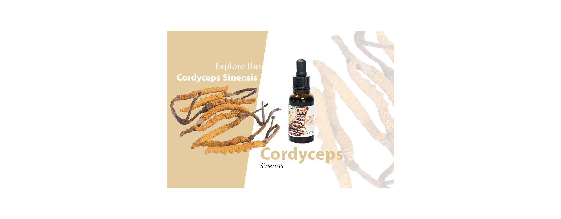 Cordyceps Mushroom - Explore the Health Benefits and Buy Cordyceps Online
