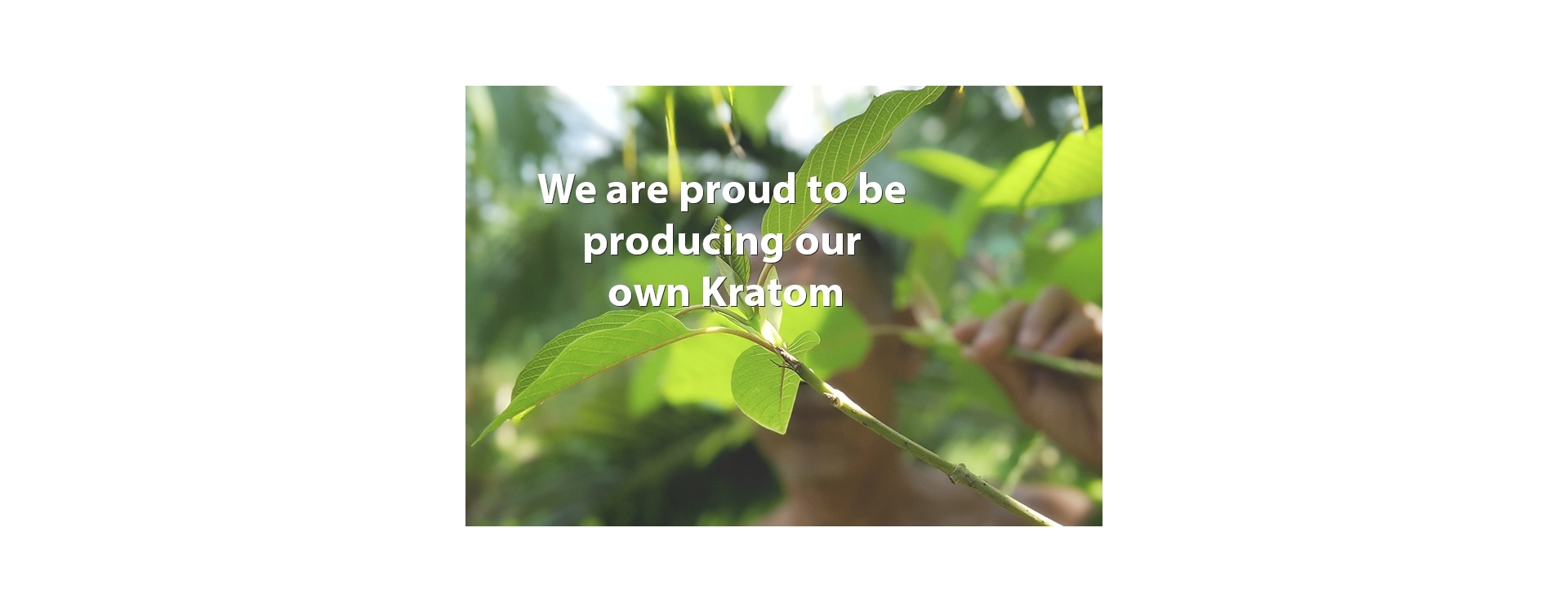 Our Own Kratom Factory in Indonesia