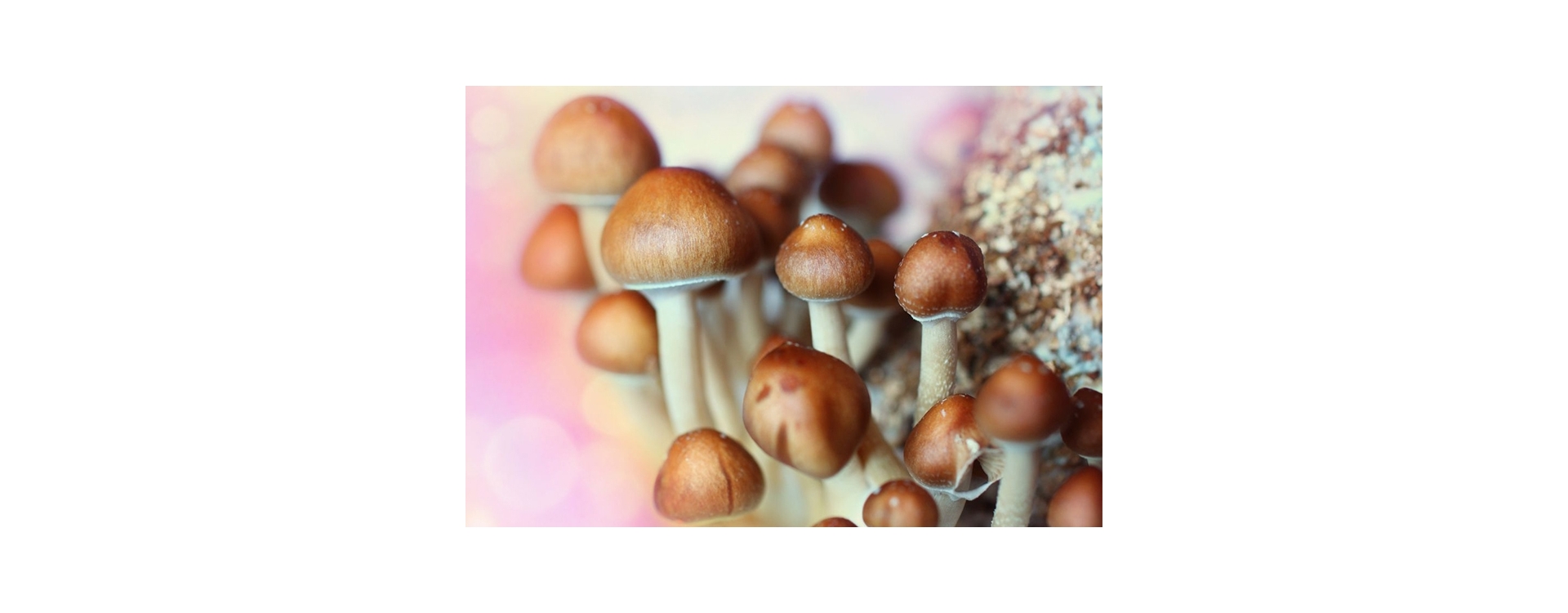 Magic Mushrooms vs Magic Truffles | What You Need to Know