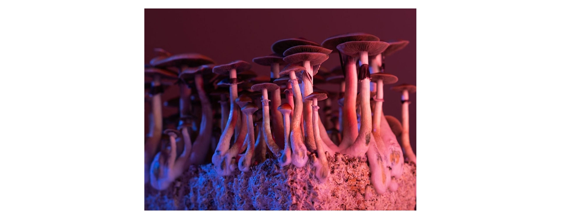 Can Psychedelic Mushrooms Treat Depression? Research Says Yes.