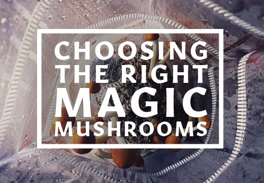 Psychedelic Mushrooms Compared: 10 Types of Magic Mushrooms & Their Unique Properties