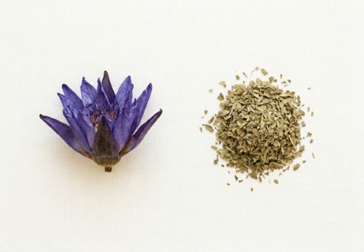 Blue Lotus vs Kanna: Which Plant for Which Moment?