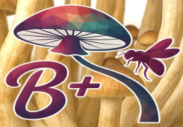 How to Grow B+ Mushrooms with 100% Mycelium: Complete Guide