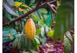 The Ultimate Raw Cacao Guide: Effects, Origins & Ceremonial Use
