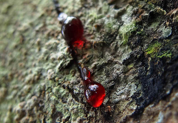 Unlock The Healing Powers of Dragon&rsquo;s Blood