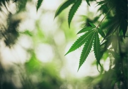 HHC vs THC: Everything about HexaHydroCannabinol