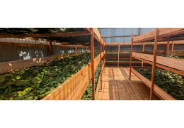 Our Own Kratom Factory in Indonesia