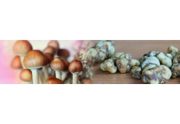 The History and Cultural Use of Magic Mushrooms and Truffles