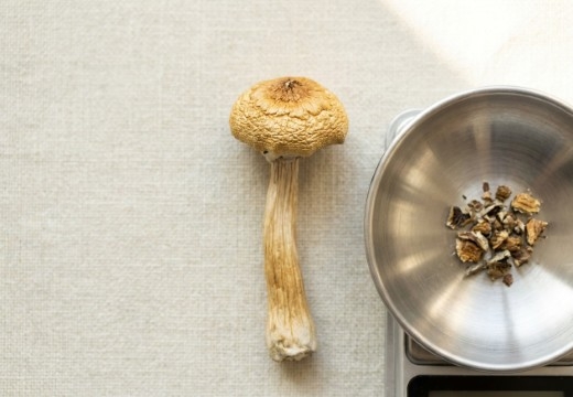 Magic Mushroom Microdosing: How It Differs from Truffles and How to Do It Right