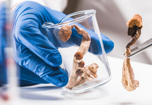 Psilocybin and Longevity: What the 2025 Research Actually Showed