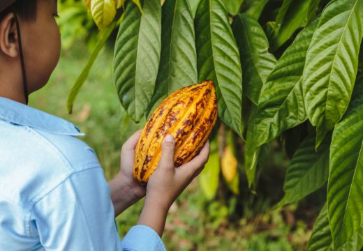 Raw Cacao Keeps You Younger: What New Research Reveals