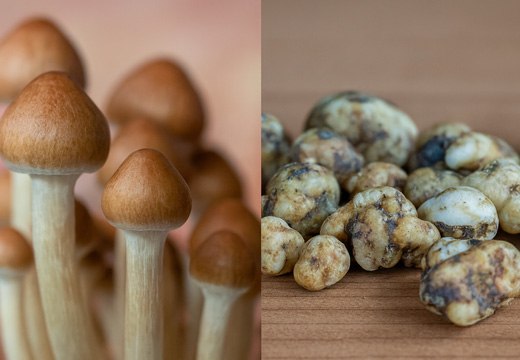 The History of Magic Mushrooms and Truffles