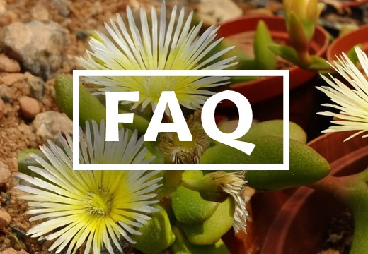 Kanna FAQ: Everything About Sceletium Tortuosum