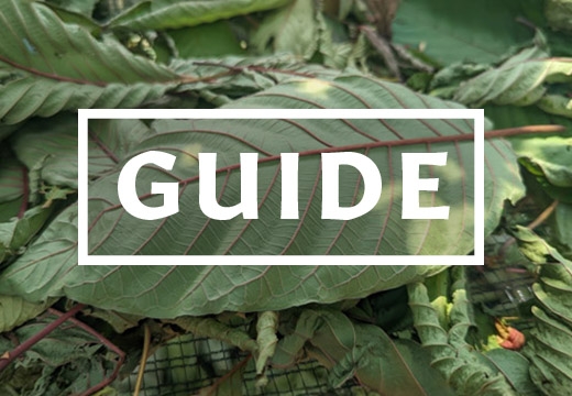 Wat is de beste kratom? Complete Next Level Guide