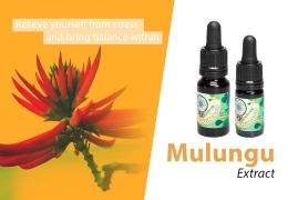 Mulungu Extract, a Brazilian source of relaxation and peace!