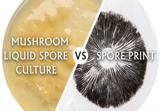 Vloeibare sporenculturen vs sporenprints: welke kies jij?
