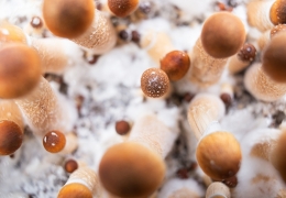 How to Choose the Best Magic Mushroom Grow Kit