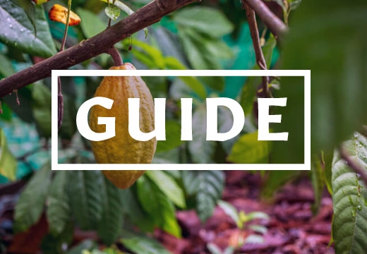 Rauwe Cacao Gids: Alles Over Effecten, Soorten Cacao & Ceremonies