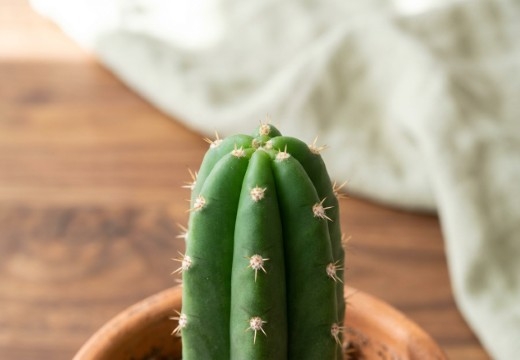 Mescaline Cactus Kweken: San Pedro en Peyote Stap voor Stap