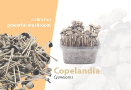 The strongest psychedelic mushroom - Copelandia Cyanescens