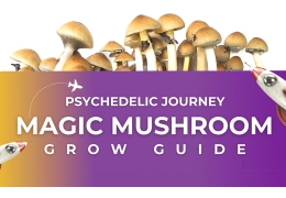 Magic Mushroom Grow Kit Guide - In 9 Easy Steps