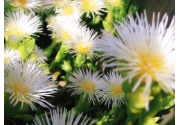 Kanna: De Bijzondere Plant die Nederland Verovert