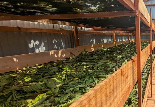 Onze Kratom Fabriek in Indonesi&euml;