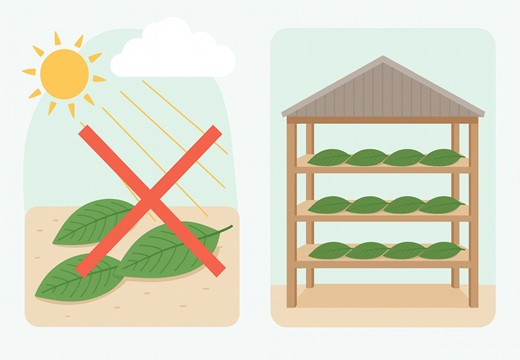 Het Probleem van Kratom