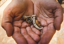 Can You Overdose on Magic Mushrooms? Exploring the Risks and Realities