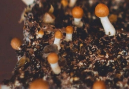 Understanding and Managing Mushroom Aborts: A Guide for Cultivators