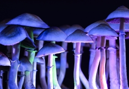 Magic Mushrooms: Dried vs. Fresh - Which is Best?