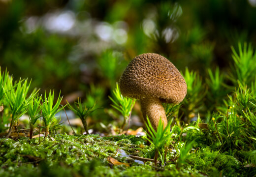 De natuur vond psilocybine twee keer uit!