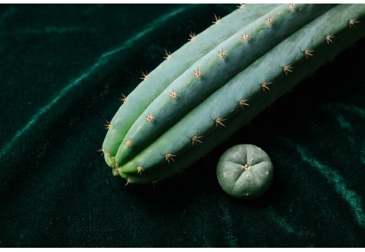San Pedro en Peyote: Een Botanische Gids door de Mescalinecactussen