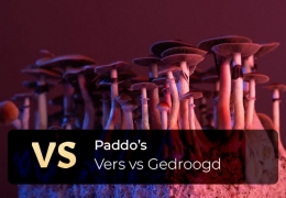 Paddo's: Gedroogd vs. Vers - Wat is nou het beste?