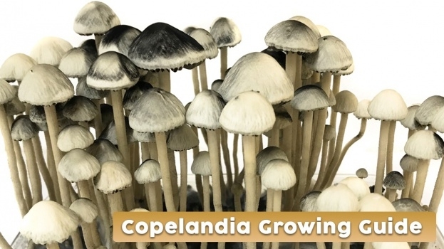 Copelandia Grow Kit Guide